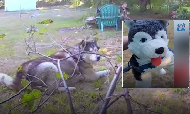 Husky ng kapitbahay, 'tinangay' ng bata at pinalitan ng stuffed toy thumbnail