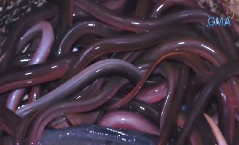 Eel o 'igat' na kinain ng mas malaking isda, kayang umeskapo kahit nasa tiyan na thumbnail