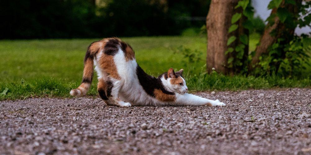 stretching workout exercise aging cat 