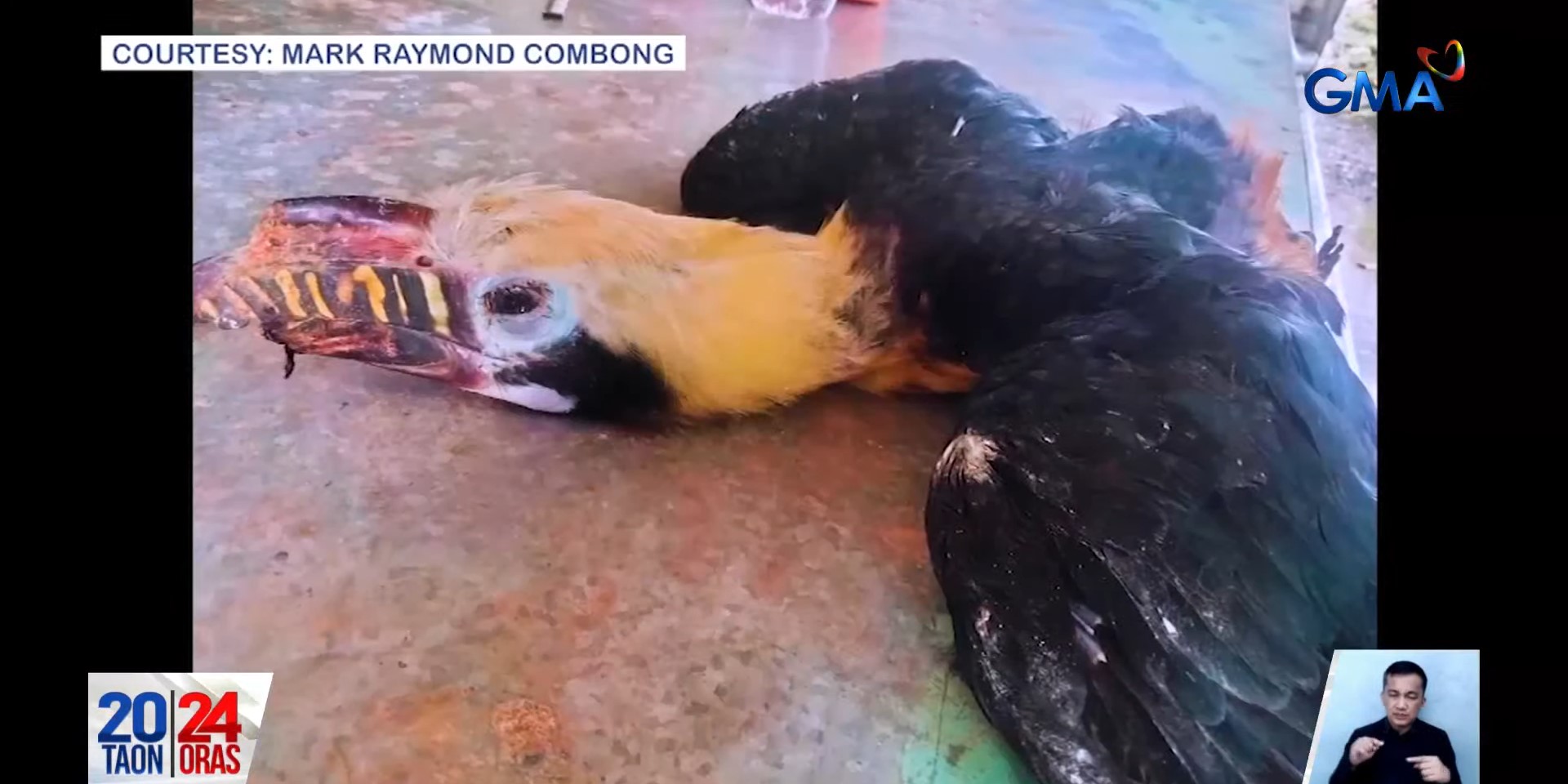 Visayan hornbill found wounded in Antique dies 