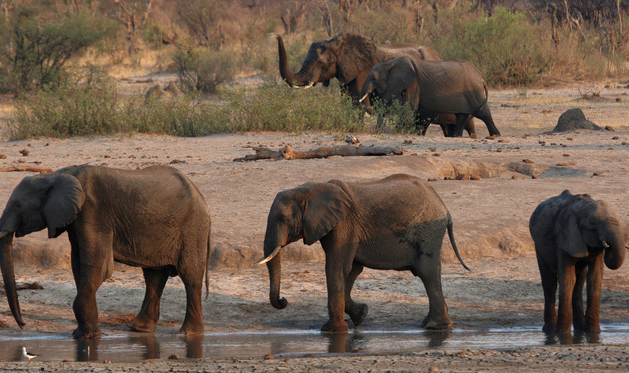 Zimbabwe to cull 200 elephants to feed people left hungry by drought