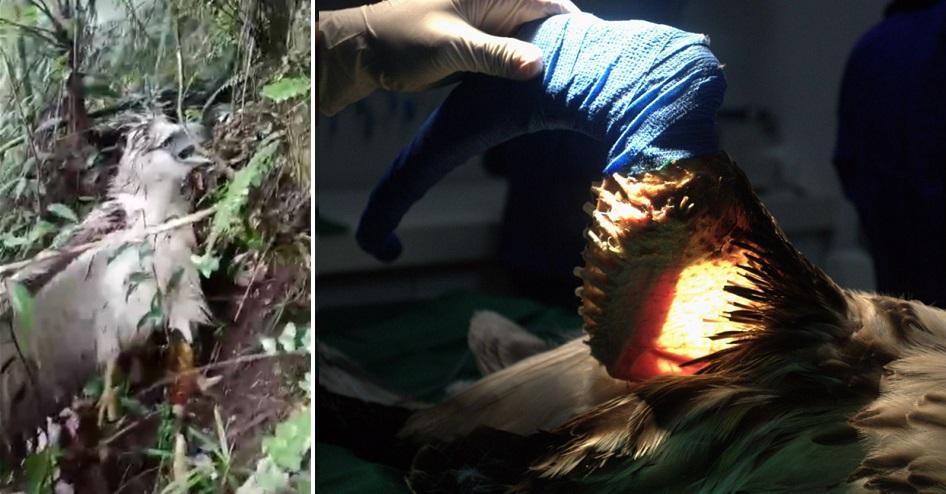 Injured Philippine eagle’s wing amputated after rescue in Bukidnon