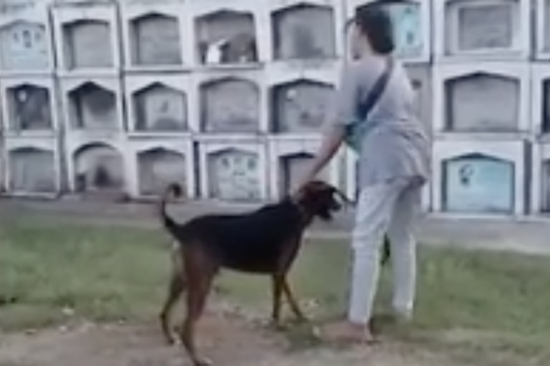 'Spike' visits master's tomb on 1st death anniversary GMA News Online