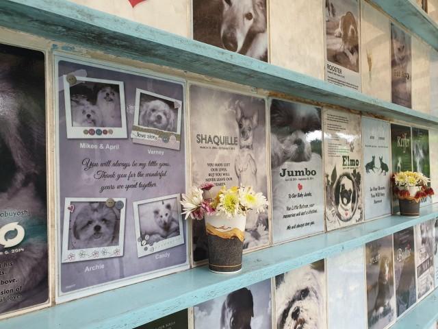 The memorial wall at PAWS is a place for families to remember their dearly departed pets by. Photo; PAWS