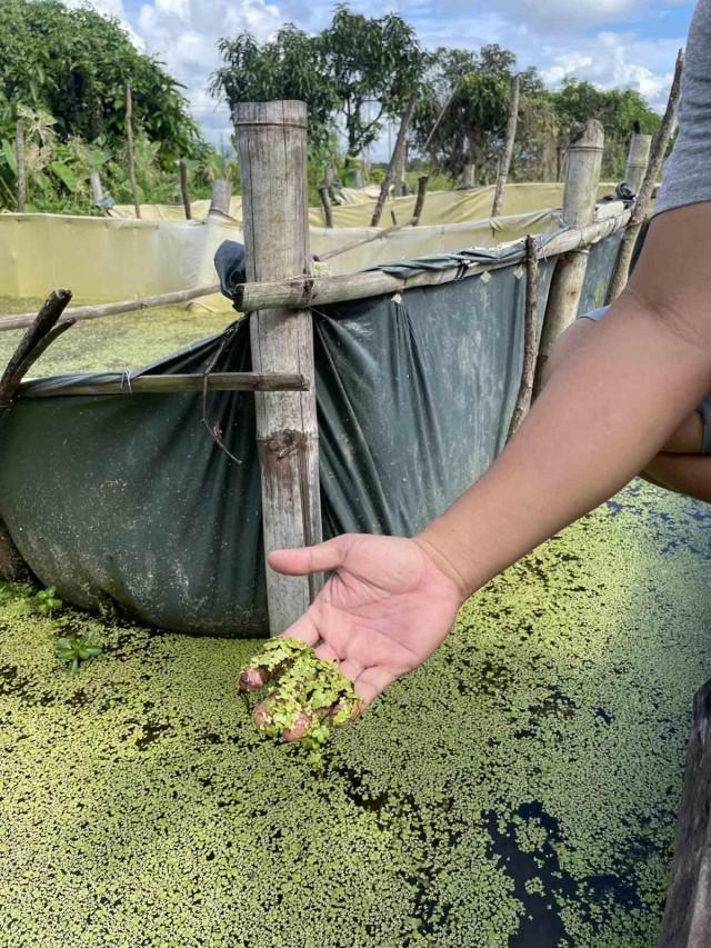 Roderick adopted an integrated farming business model that combines mushroom production with tilapia fish farming, wherein he uses discarded mushroom spent to produce duckweed s which serves as a natural alternative to fish feeds.