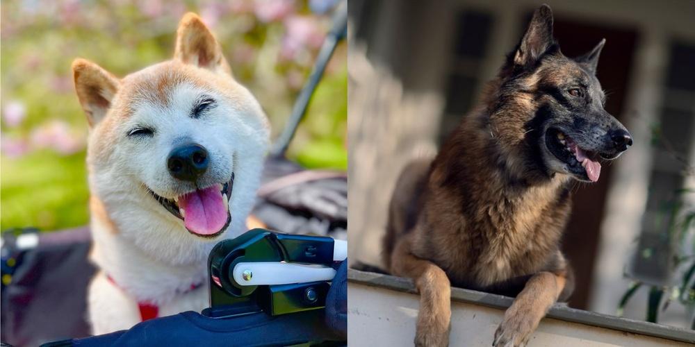 Celebrity pets who crossed the rainbow bridge in 2024 GMA News Online
