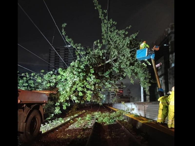 LRT-1 continue limited operations, tree clearing ongoing