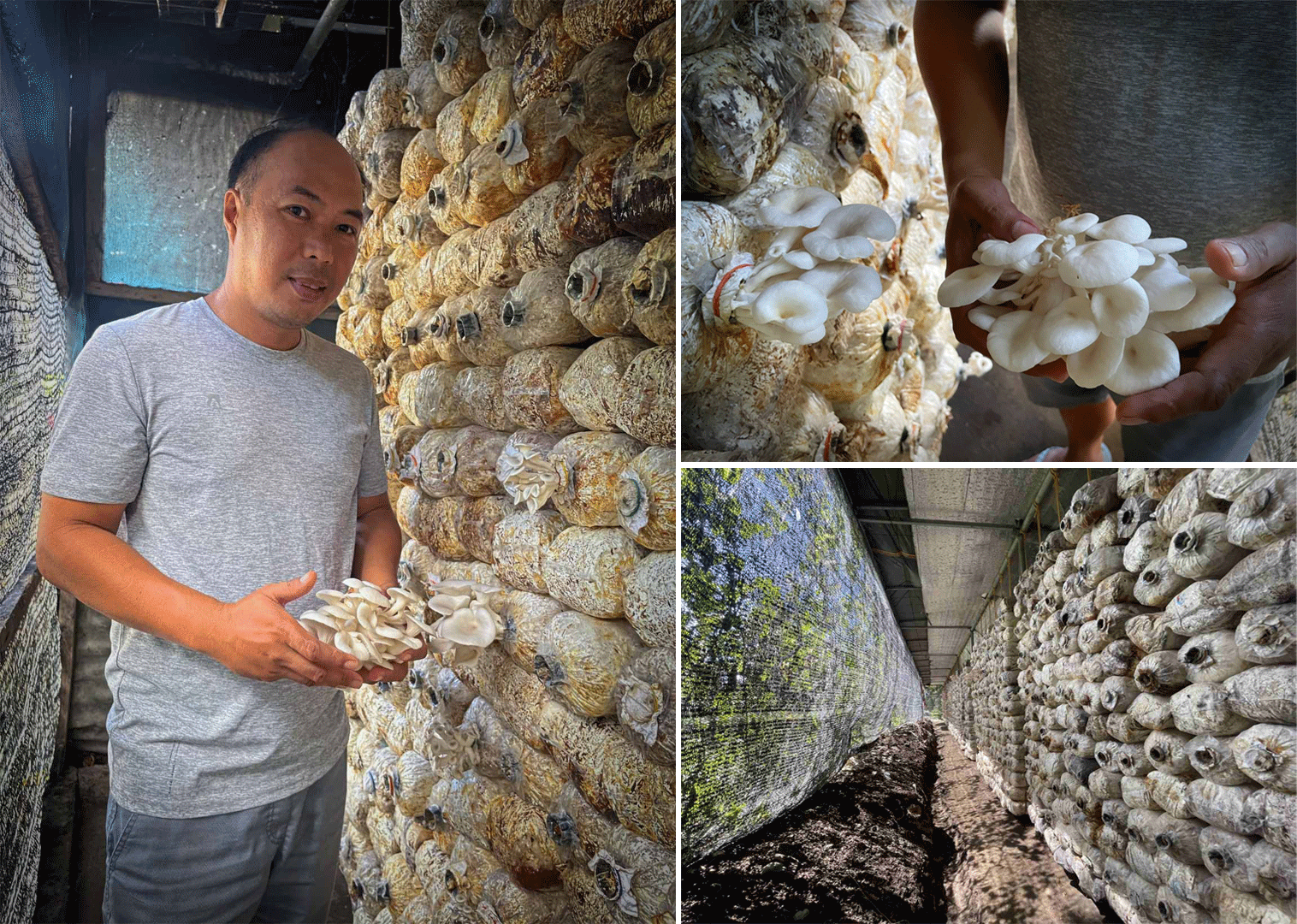 Land Bank Mushroom Man Roderick Capalongan 