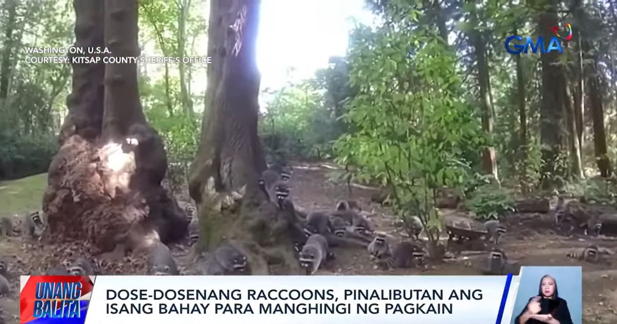 Dose-dosenang raccoon, pinalibutan ang bahay ng babae para manghingi ng pagkain sa Amerika thumbnail