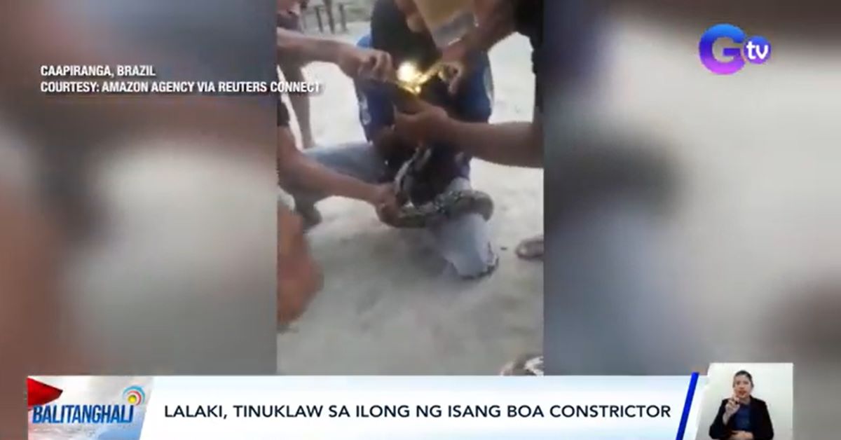 Lalaking tila hahalikan ang boa constrictor, tinuklaw sa ilong sa Brazil
 thumbnail