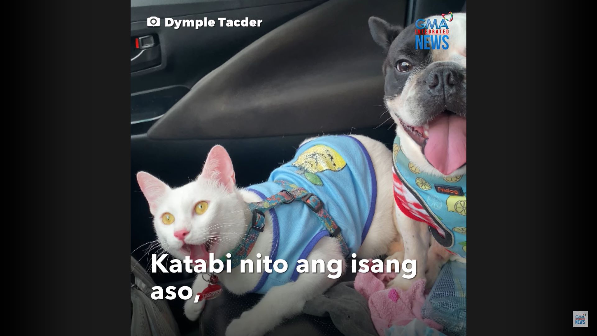 Pusa sa Davao City, viral sa kaniyang paghingal na parang isang aso
 thumbnail