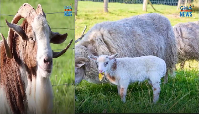 Anak ng tupa, kambing nga kaya ang tunay na ama? thumbnail