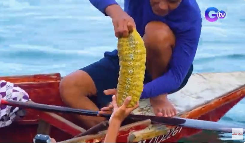 Mangingisda, namimigay ng malalaking sea cucumber sa Davao thumbnail