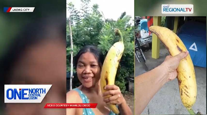 Puno ng saging sa Laoag City, isa lang bunga pero dambuhala thumbnail