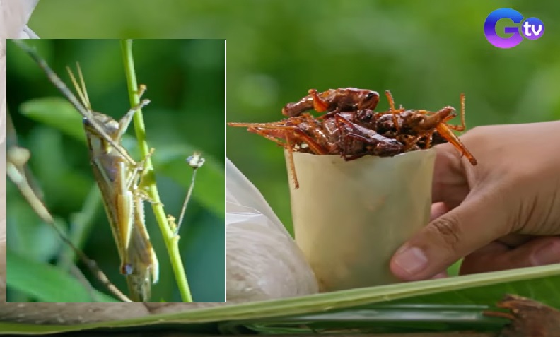 Fried tipaklong, ginagawang tsitsirya sa South Cotabato thumbnail