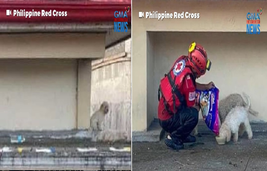 Mga asong naiwan sa bubungan ng bahay sa gitna ng bagyong Kristine, binalikan at pinakain ng rescuers thumbnail