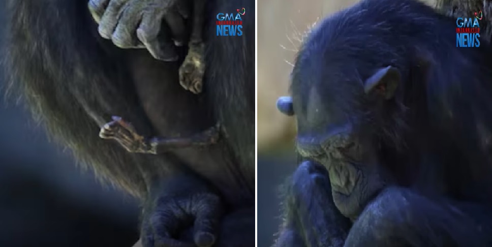 Chimpanzee, 7-buwan na kinarga ang labi ng kaniyang baby hanggang sa naging buto na lang  thumbnail