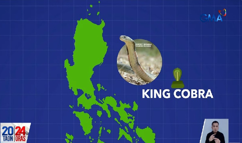 Bagong nadiskubre na species ng king cobra, tanging sa Luzon lang makikita thumbnail