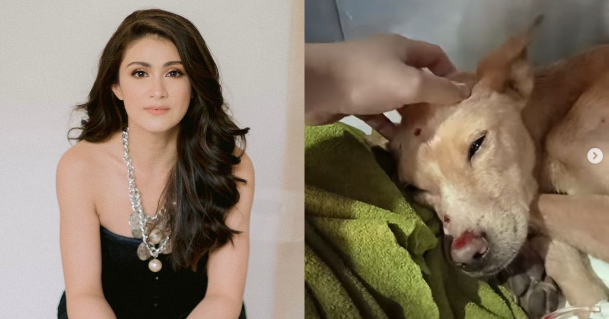 Carla Abellana rescues dog ran over by a car in NLEX