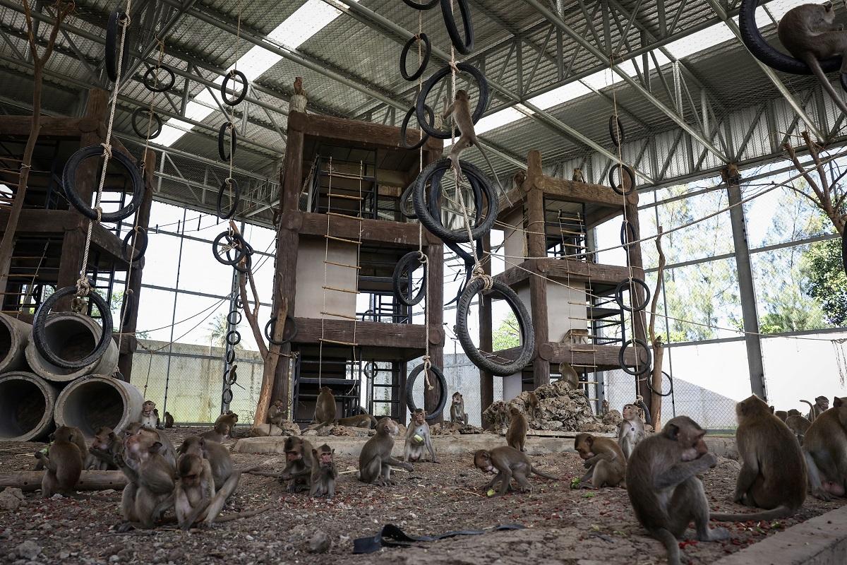 Law and disorder as Thai police station comes under monkey attack