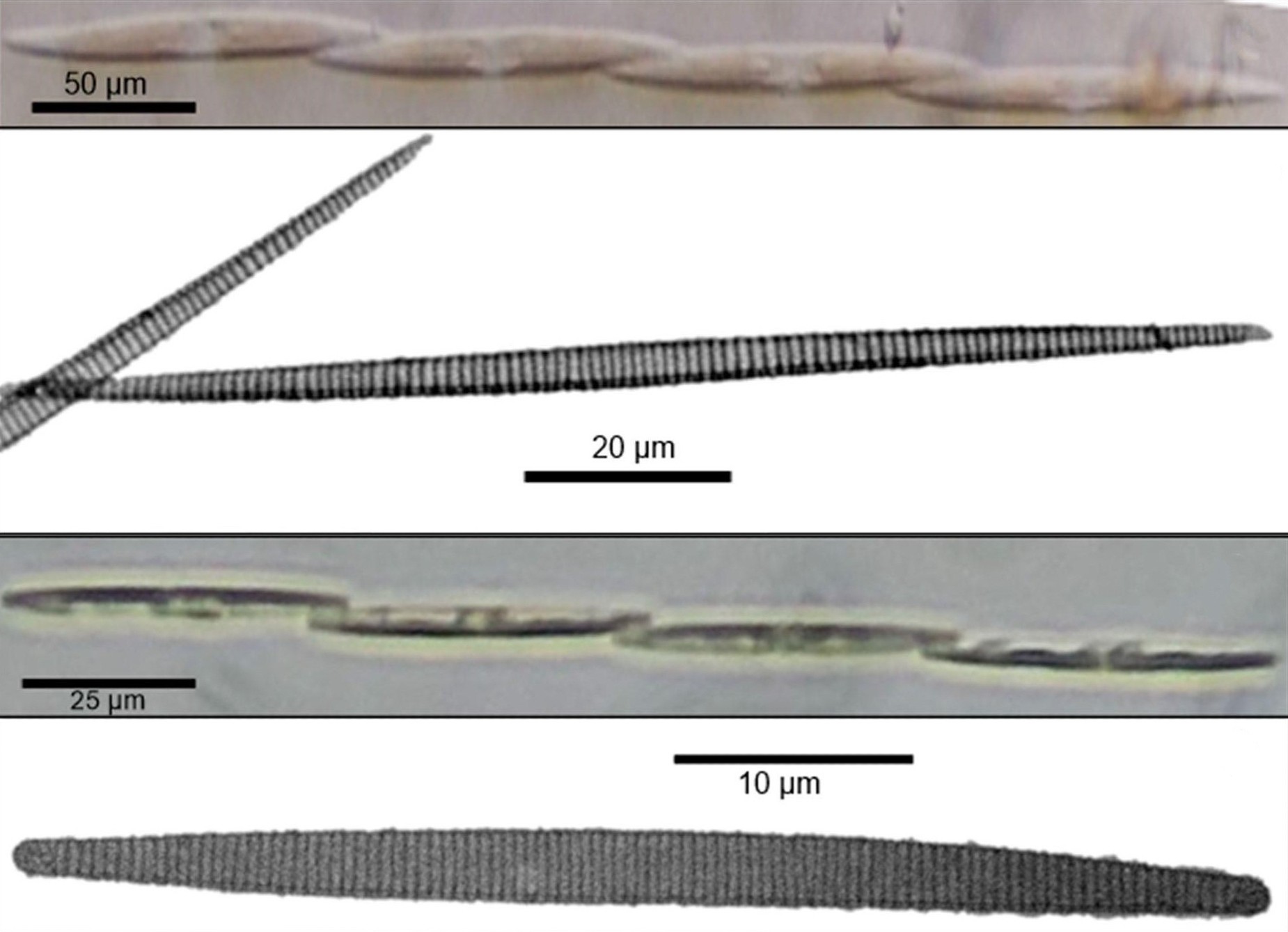 2 marine diatom species found in Luzon — scientists