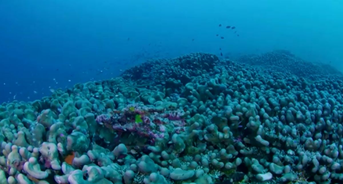 World's largest coral discovered in Solomon Islands