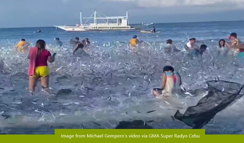 Sangkaterbang isdang tamban, nagpaligaya sa mga tao Moalboal, Cebu! thumbnail