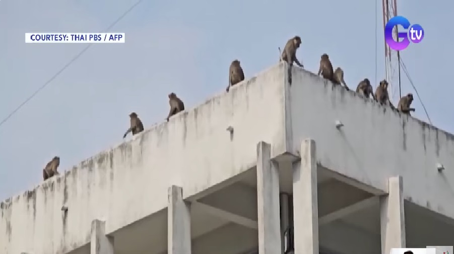 Nasa 200 unggoy, umeskapo mula sa kanilang kulungan sa Thailand; police station, 'sinalakay' thumbnail