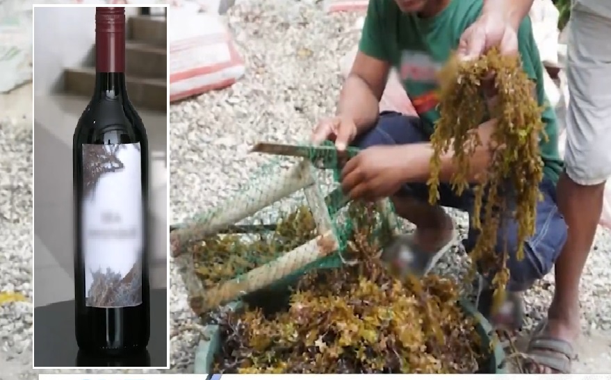 Wine na likha mula sa seaweeds, ginagawa ng isang unibersidad sa Iloilo thumbnail