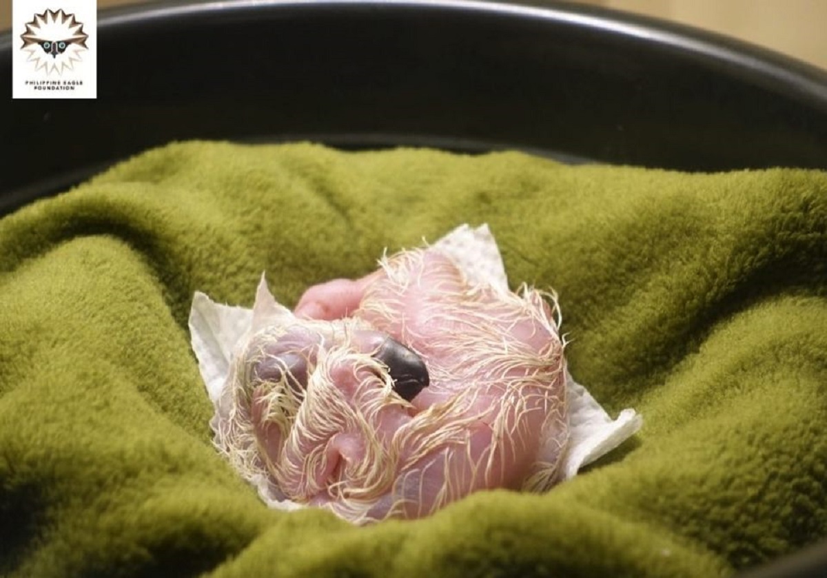 Philippine eagle chick hatched in Davao City