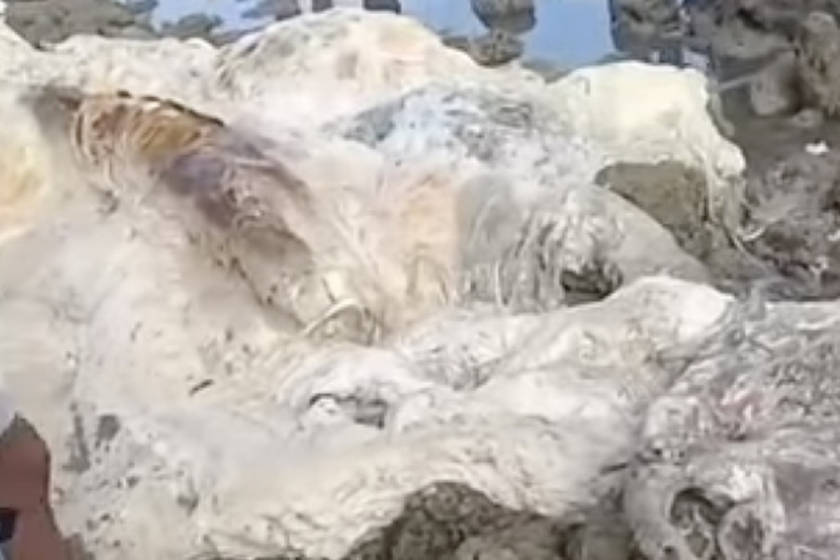 Carcass of unidentified animal washed ashore in Dumanjug, Cebu