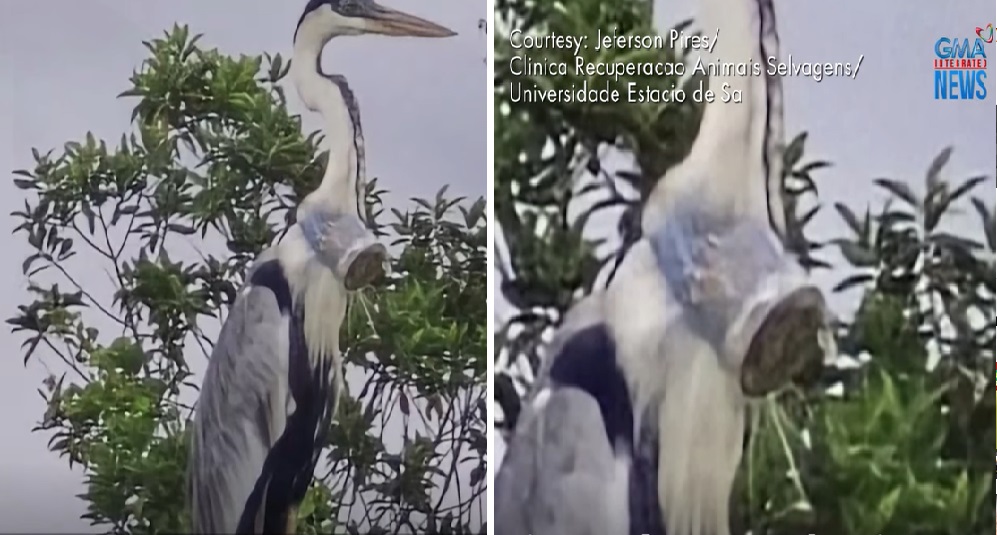 Buong plastic cup, nakitang nakabara sa lalamunan ng heron sa Brazil thumbnail