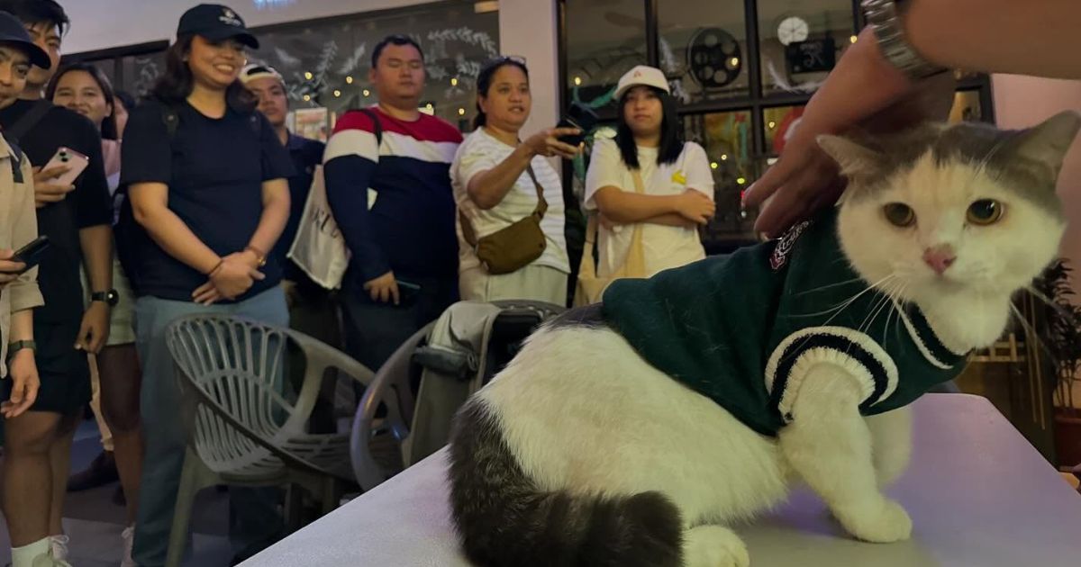 'Green Bones' cat Oreo graces film screening in Quezon City