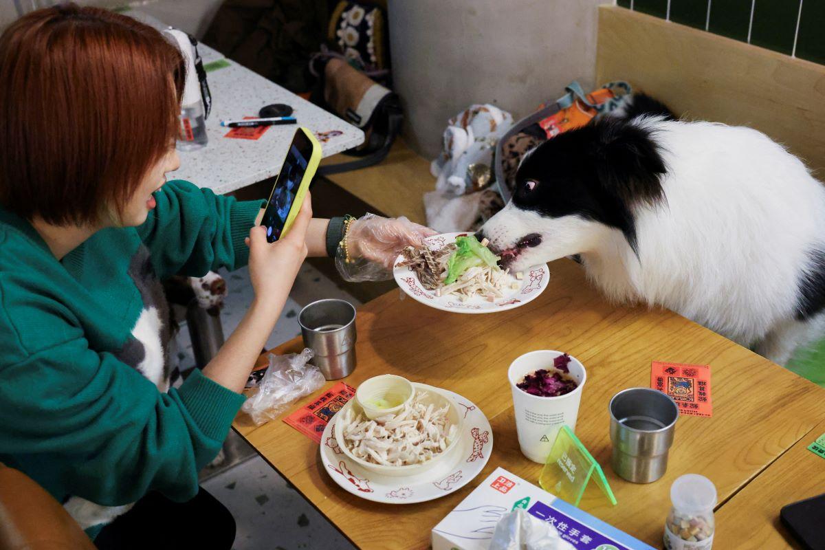 Shanghai celebrates Lunar New Year with a dogs' dinner