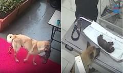 Aso-gala, isinugod ang walang malay niyang anak sa isang veterinary clinic sa sa Türkiye thumbnail