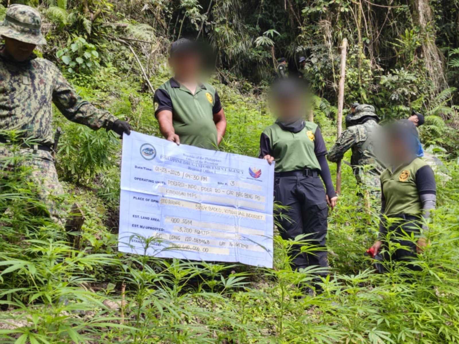 Marijuana farms worth over P3.6M destroyed in Benguet