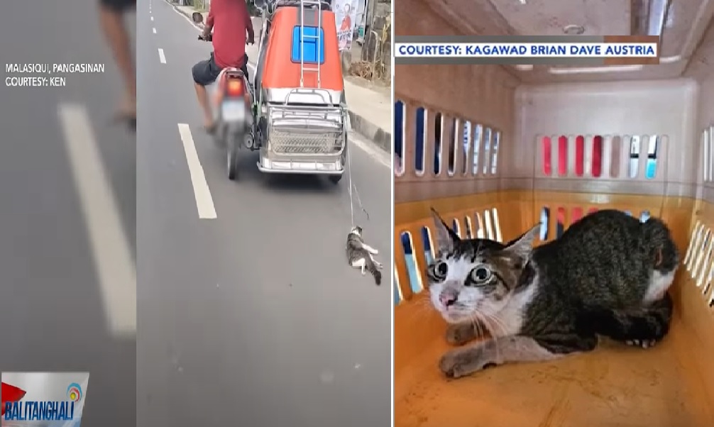 Prangkisa ng tricycle na nakitang may pusang kinakaladkad, puwedeng matanggal--LTO thumbnail