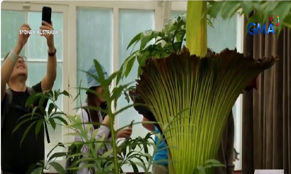 'Corpse Flower" na may kakaibang amoy, pinipilahan ng mga tao sa Australia