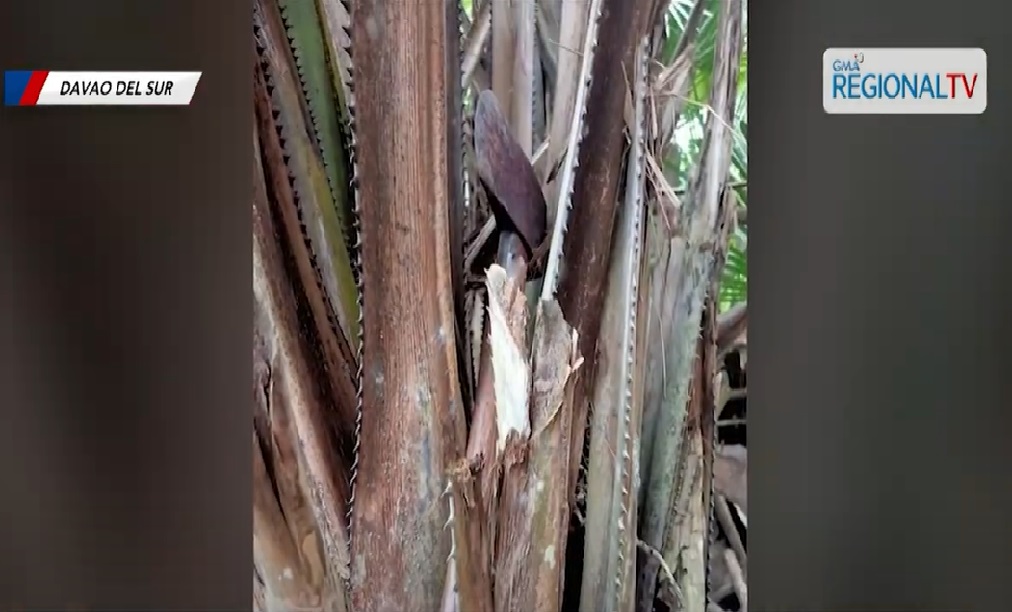 Senior citizen na nagpapahinga sa duyan, pinalakol ng pamangkin sa ulo, patay