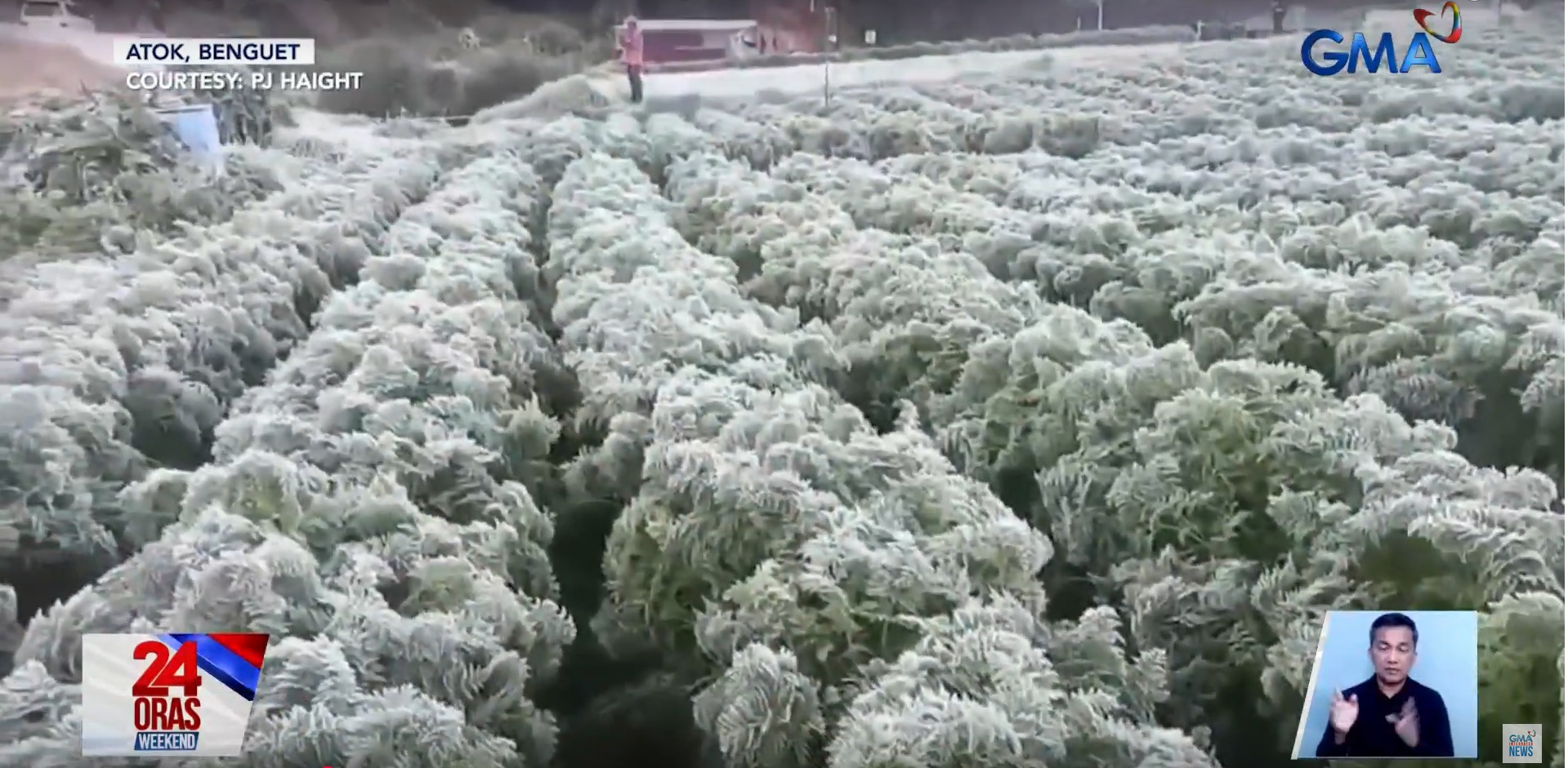 Crops in Benguet hit by frost