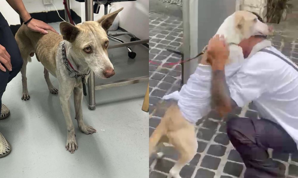 Lost dog gets reunited with owner with help of concerned citizen