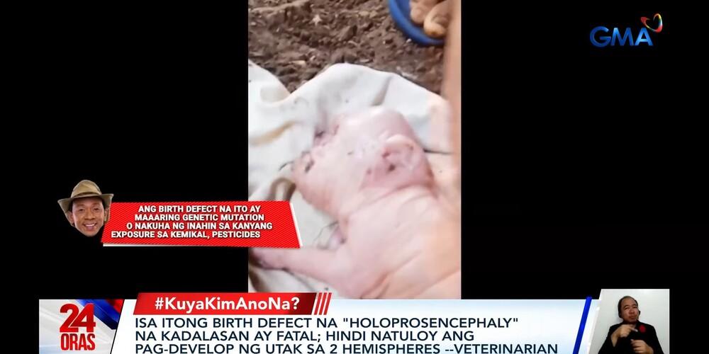 Veterinarian explains birth defect of 'human-like' piglet in Negros Oriental 