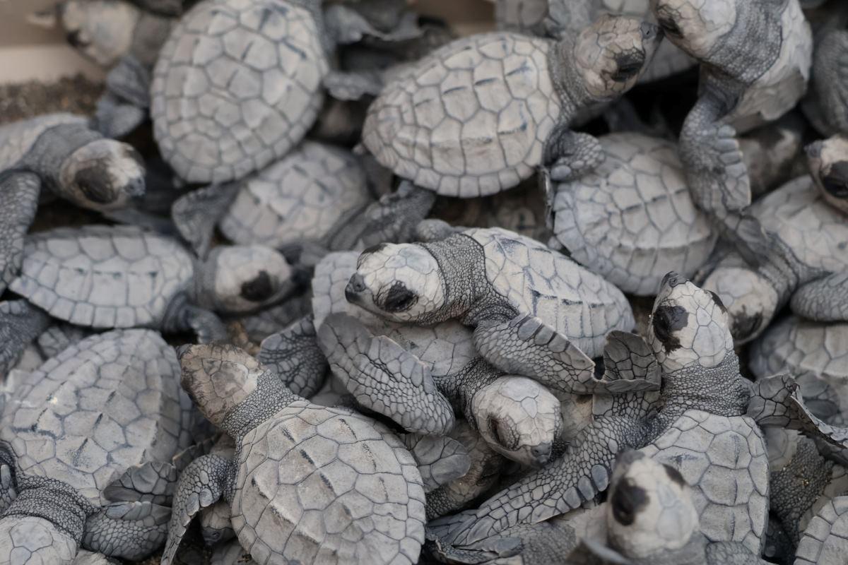 More than 250 baby sea turtles released in Batangas and Quezon