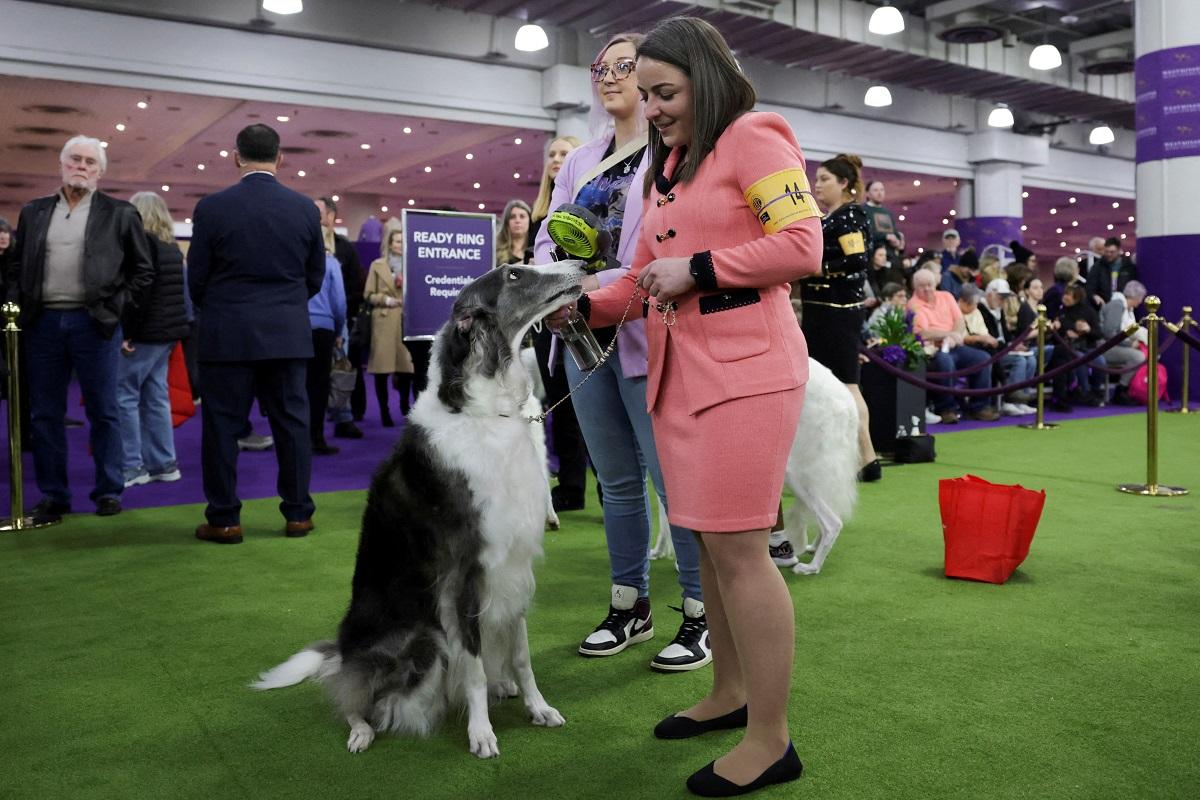 Double-duty dogs at Westminster Dog Show aid victims of LA fires, war