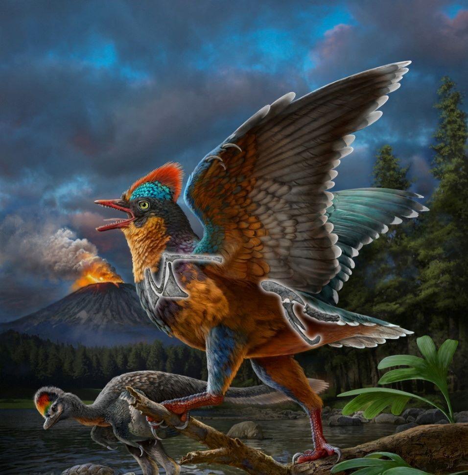 Jurassic fossil from China rewrites history of bird evolution