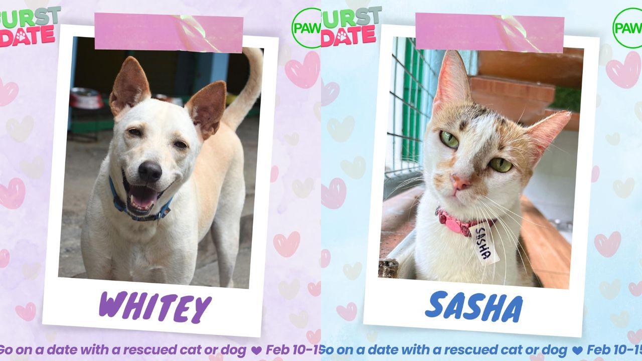 PAWS brings back ‘Furst Date’ Valentine’s event with rescued cats and dogs