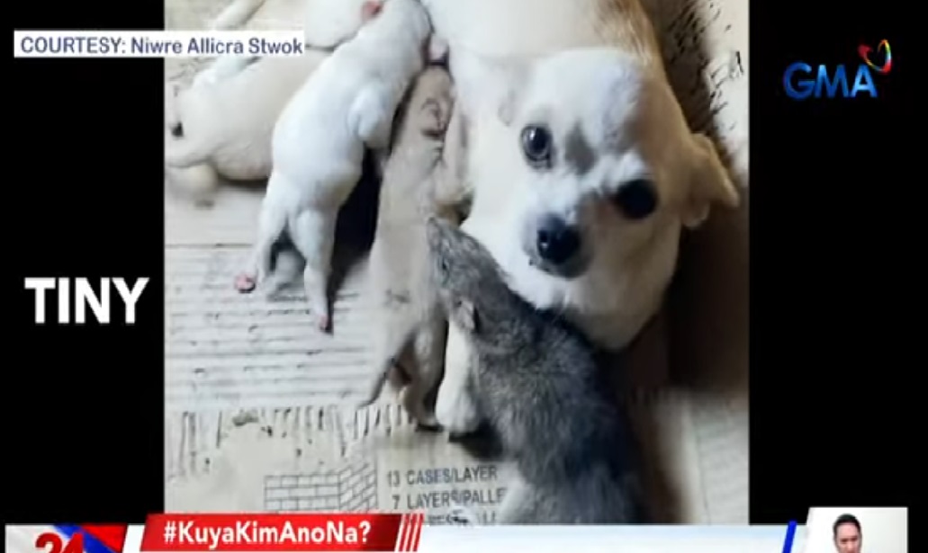 Chihuahua na bagong panganak, napagkamalan kaya na tuta ang isang malaking daga?