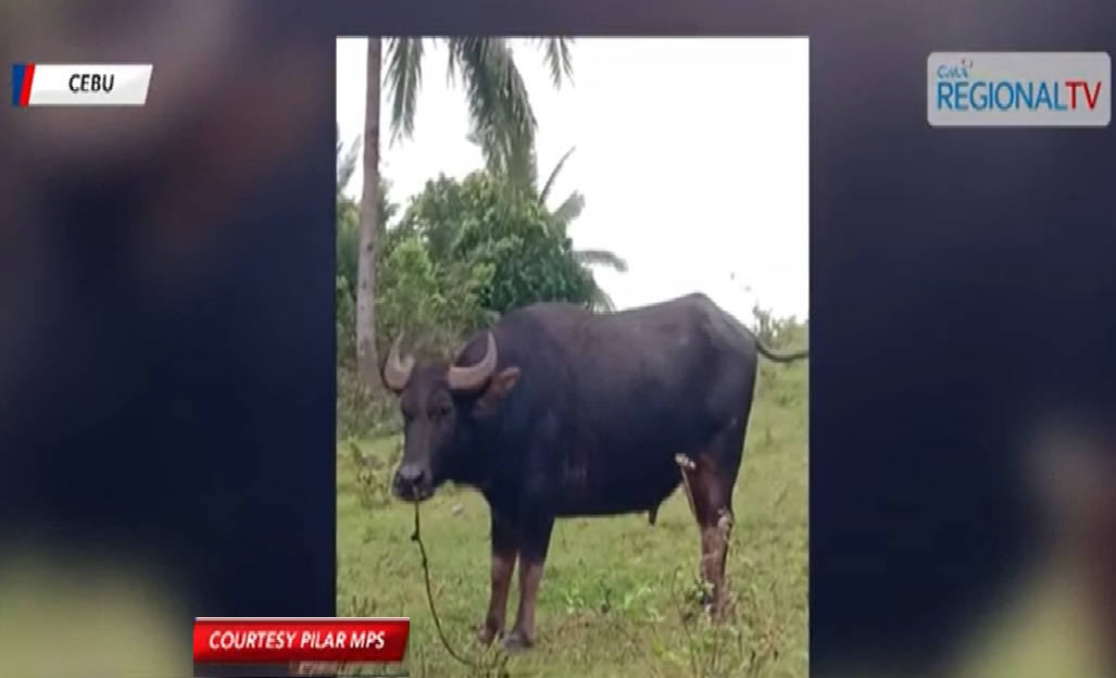 Senior citizen, patay sa suwag ng kalabaw sa Camotes Island