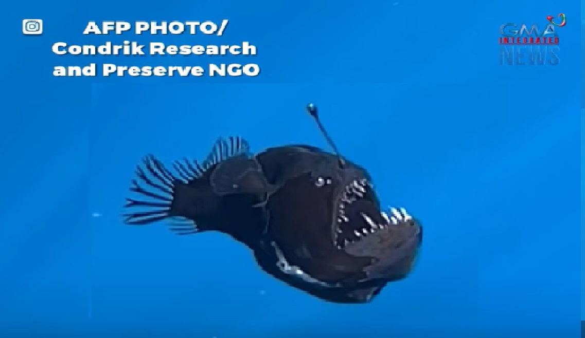 Mailap na 'Sea devil' fish, nagpakita sa mga researcher bago namatay thumbnail