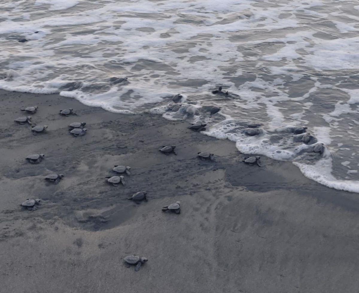 DENR: 105 Olive Ridley turtle hatchlings released in Zamboanga del Norte